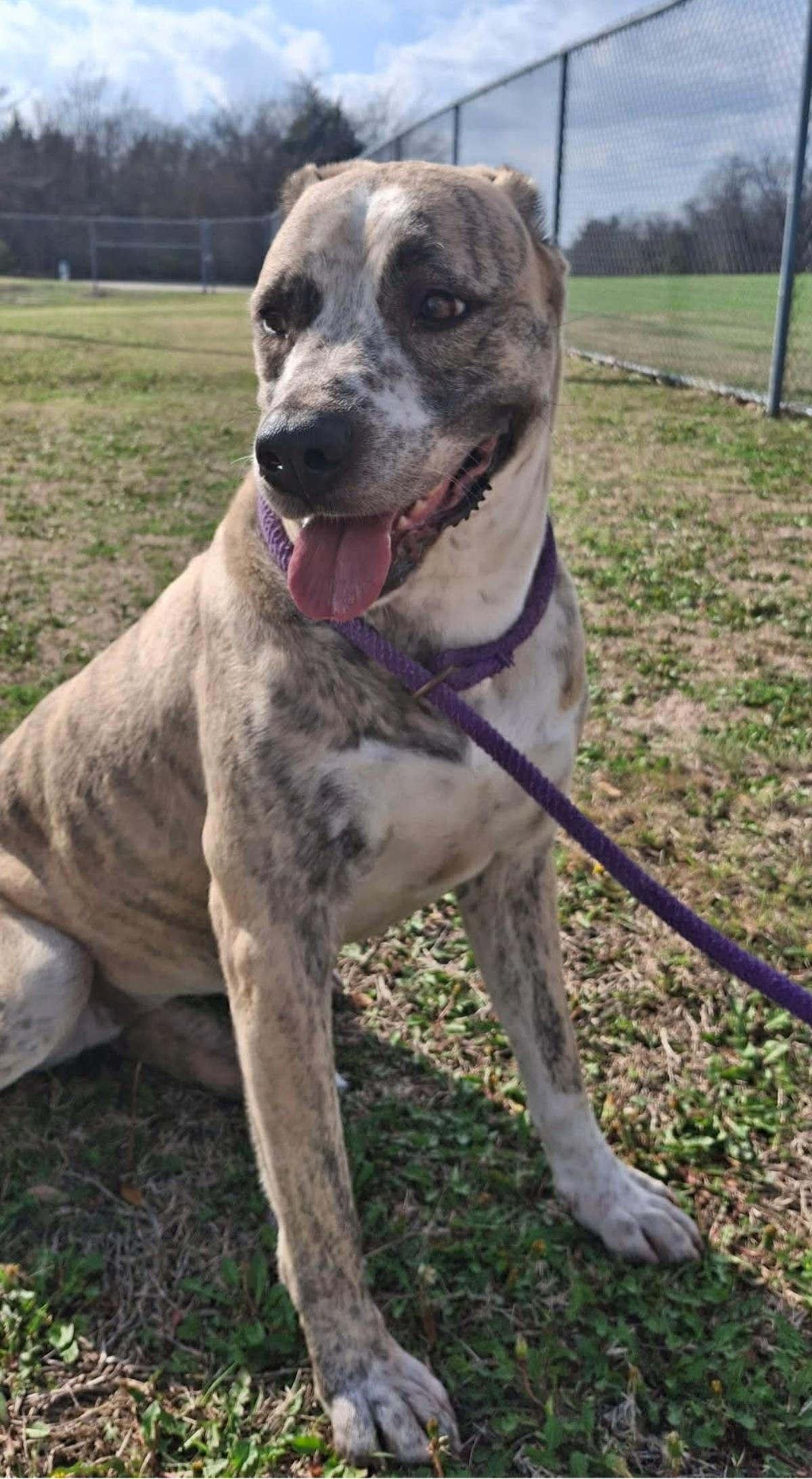 Molly, a Adoptable mixed breed in Rockwall, TX image 2/3