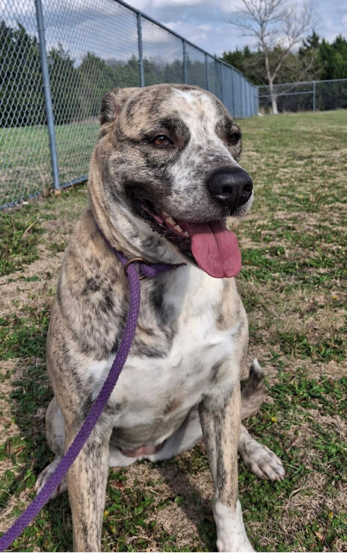 Molly, a Adoptable mixed breed in Rockwall, TX image 3/3