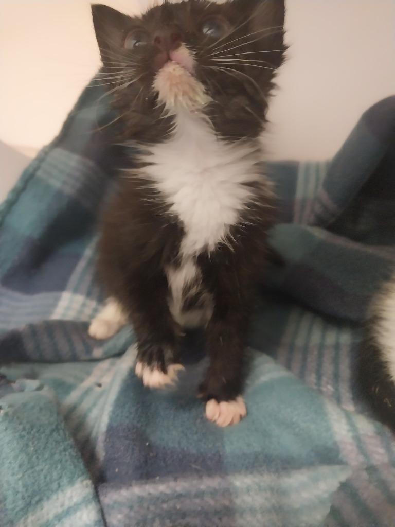 Marie, Adoptable, Kitten Female Domestic Short Hair.