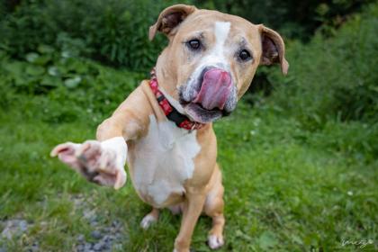 Enlarge Megg, a Adoptable mixed breed in Clarks Summit, PA image 2/3