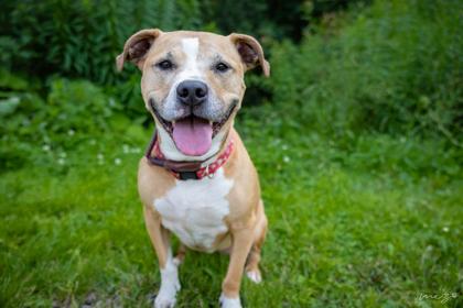 Megg, Adoptable, Adult Female Pit Bull Terrier & Mixed Breed.