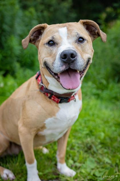 Megg, a Adoptable mixed breed in Clarks Summit, PA image 2/3