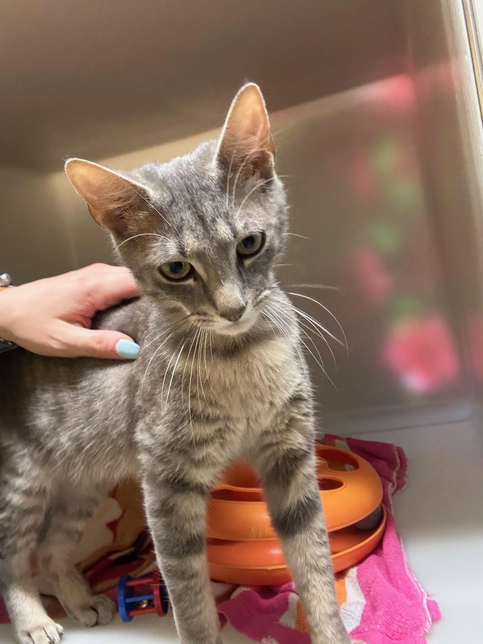 Paul, a Adoptable Domestic Short Hair in Hopewell, VA image 2/3