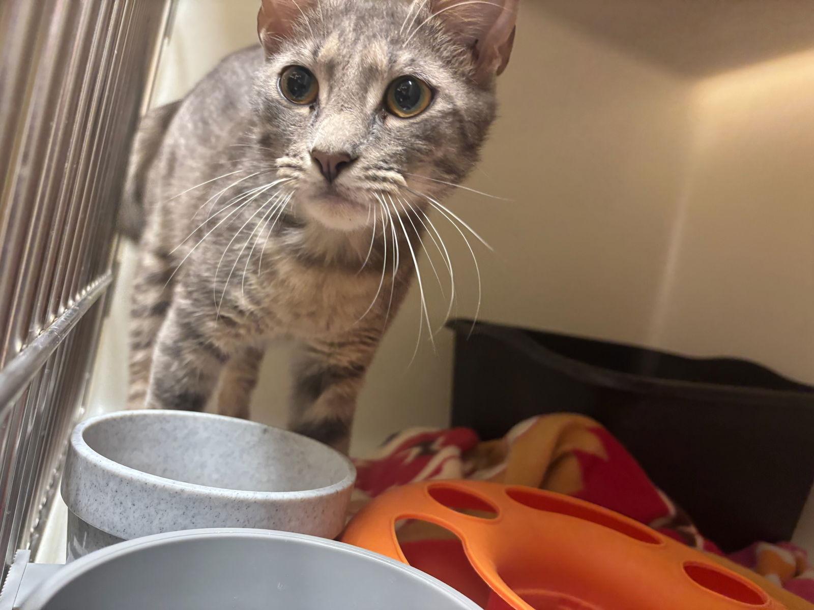 Paul, a Adoptable Domestic Short Hair in Hopewell, VA image 1/3