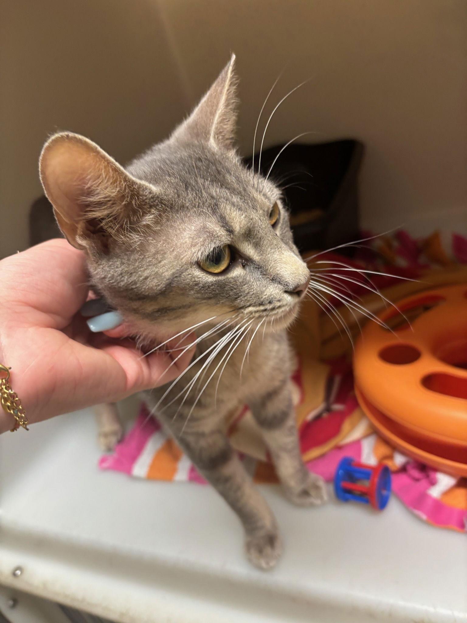 Paul, a Adoptable Domestic Short Hair in Hopewell, VA image 3/3