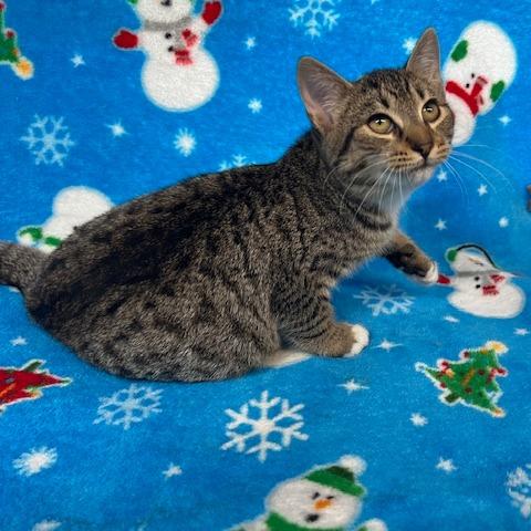 Enlarge Judy Hopps, a Adoptable Domestic Short Hair in Lake Panasoffkee, FL image 1/3