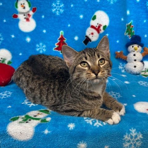 Enlarge Judy Hopps, a Adoptable Domestic Short Hair in Lake Panasoffkee, FL image 3/3