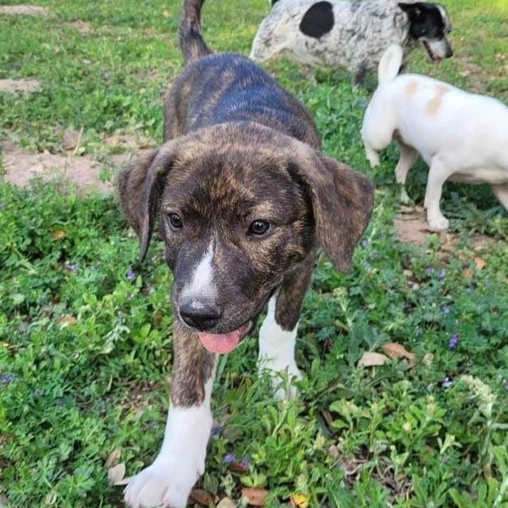 Sable, Adopted, Puppy Female Pit Bull Terrier.