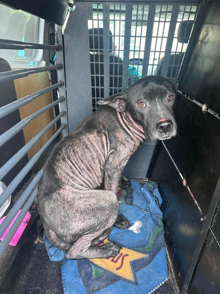 Cookie, Adoptable, Adult Female Pit Bull Terrier & Mixed Breed.