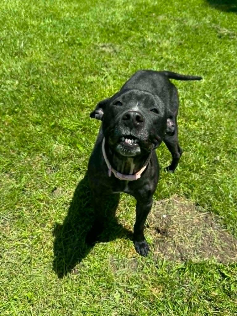 Cookie, a Adoptable mixed breed in Marion, OH image 2/5