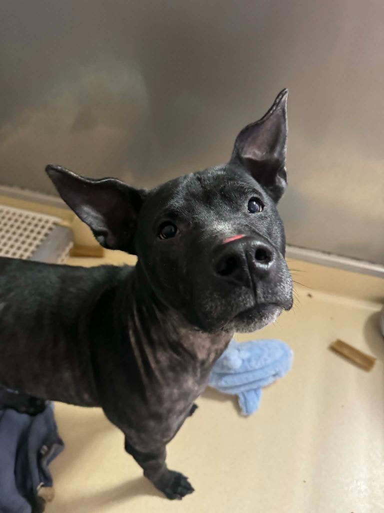Cookie, a Adoptable mixed breed in Marion, OH image 3/5