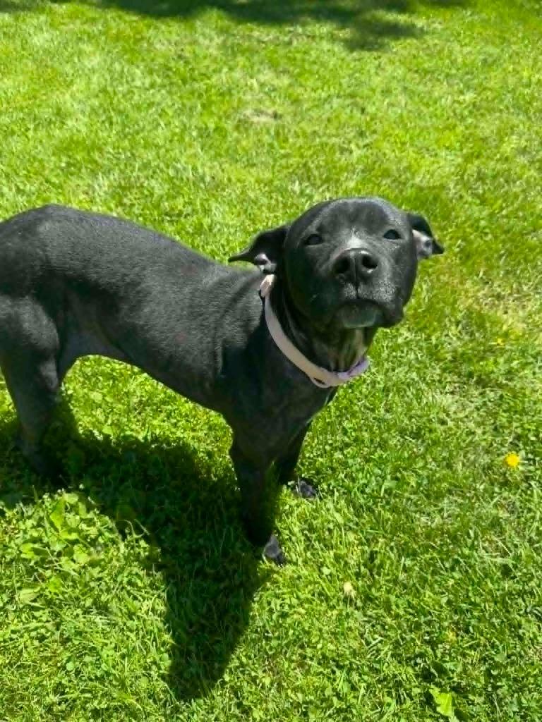 Cookie, a Adoptable mixed breed in Marion, OH image 4/5
