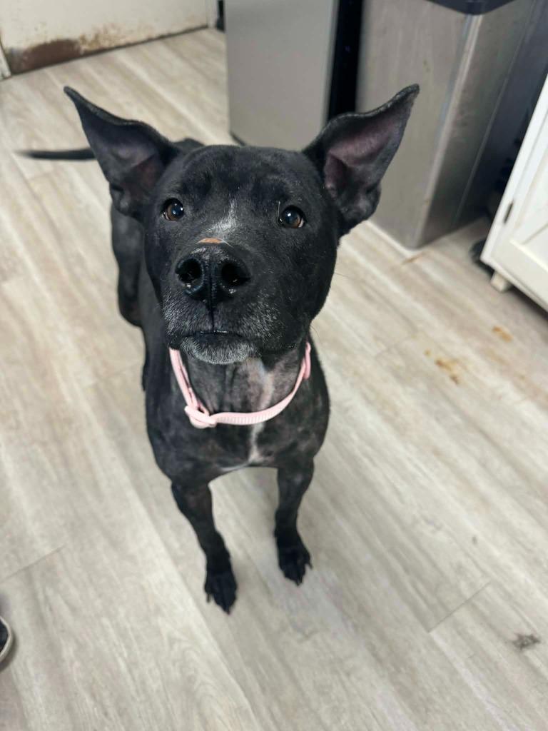 Cookie, a Adoptable mixed breed in Marion, OH image 5/5