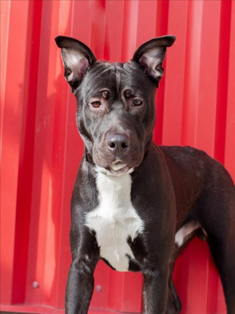 Enlarge WONTON, a Adoptable Pit Bull Terrier in Tracy, CA image 1/1