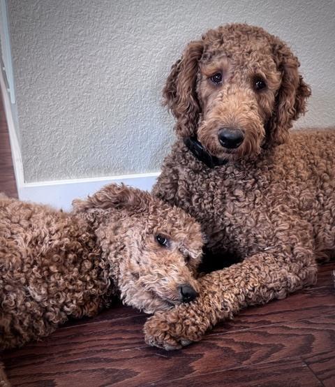 Lucy, Adoptable, Young Female Goldendoodle.