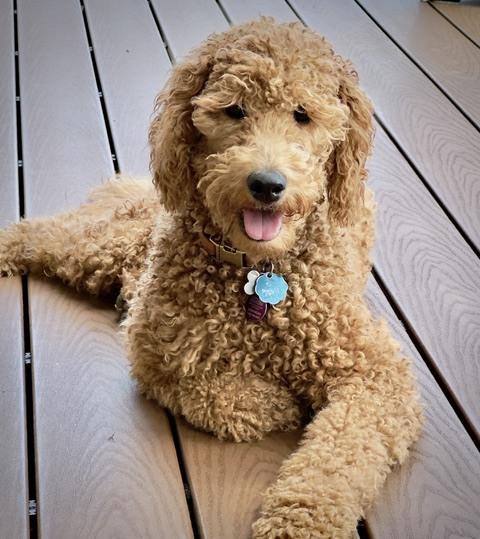 Enlarge Lucy, a Adoptable Goldendoodle in Lafayette, CO image 2/5