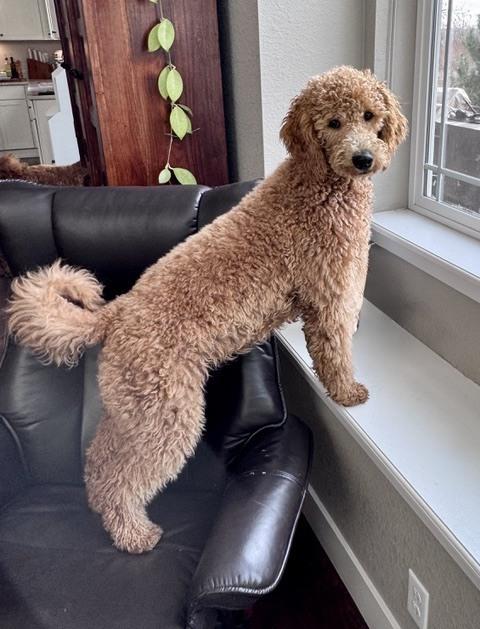 Enlarge Lucy, a Adoptable Goldendoodle in Lafayette, CO image 3/5