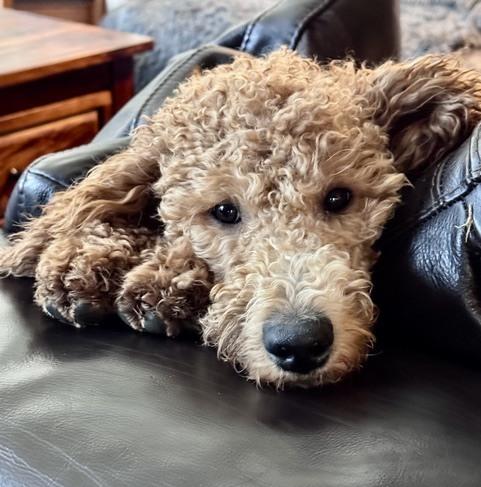 Enlarge Lucy, a Adoptable Goldendoodle in Lafayette, CO image 4/5