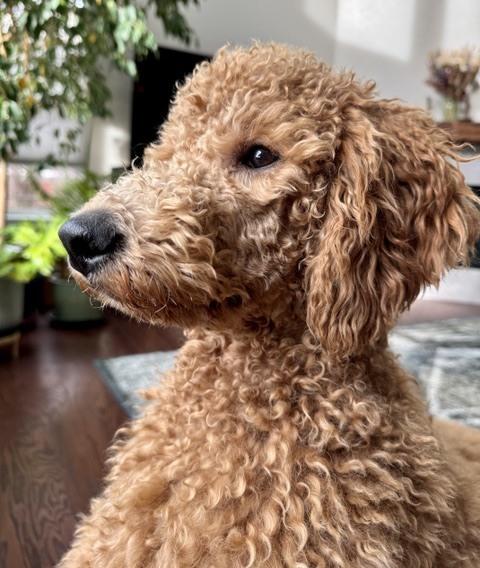 Enlarge Lucy, a Adoptable Goldendoodle in Lafayette, CO image 5/5