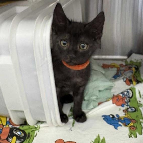 Arctic Glacier, Adoptable, Kitten Male Domestic Short Hair.