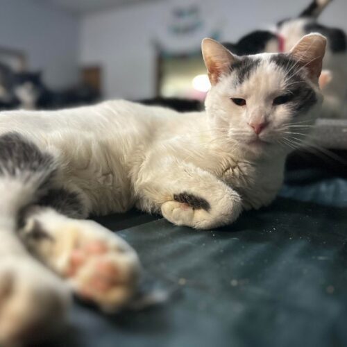 Shane — thumbnail 2