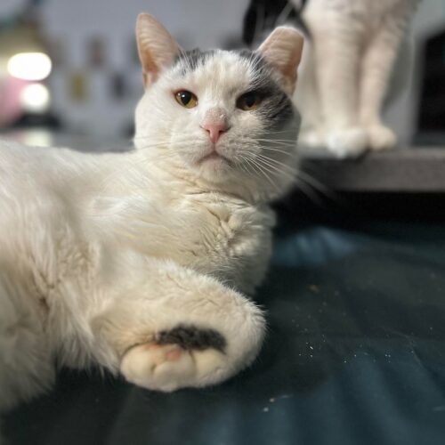 Shane — thumbnail 6