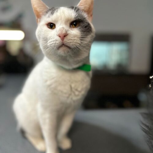 Shane — thumbnail 7