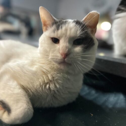 Shane — thumbnail 8