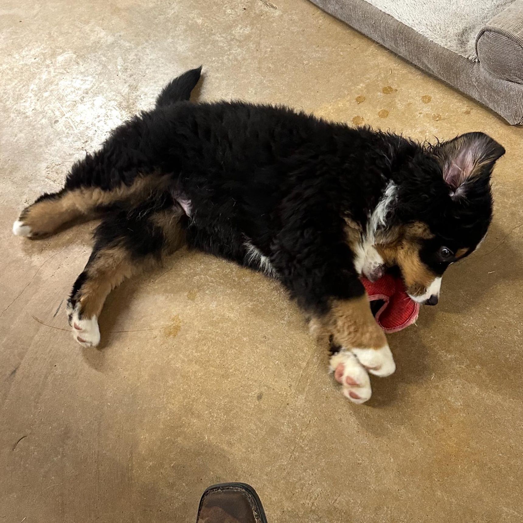 Enlarge Marley, an adopted Bernese Mountain Dog in Williston, VT image 6/6