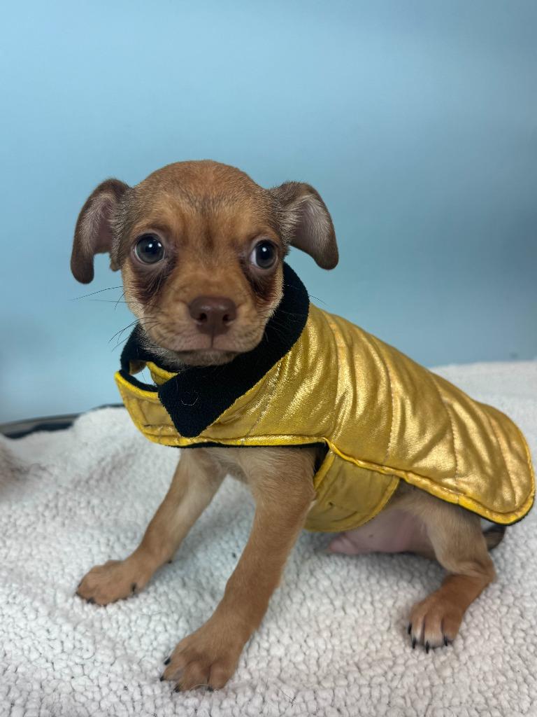 Pequeno, Adoptable, Puppy Male Chihuahua & Rat Terrier.