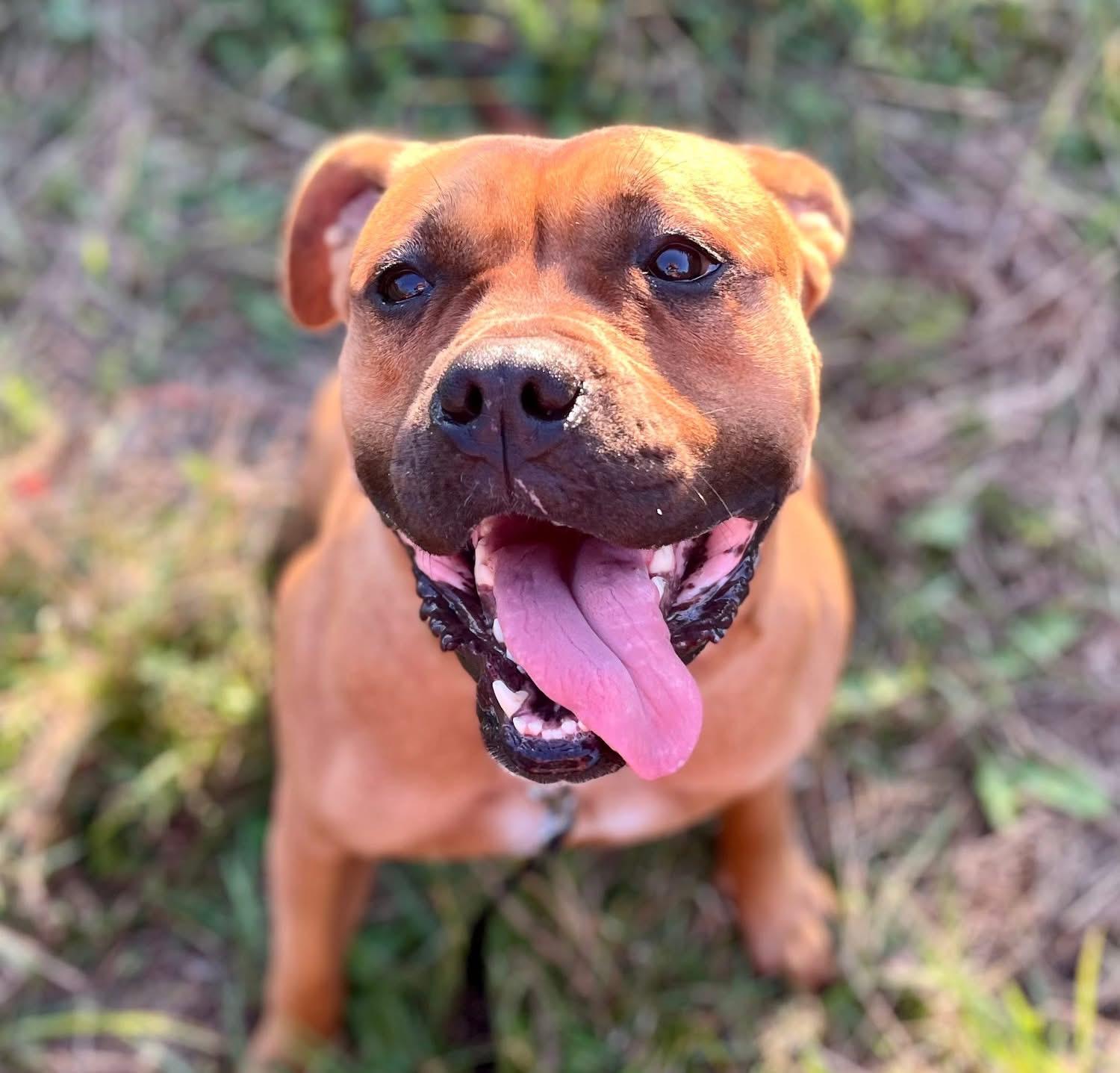 Essie - ADOPTION FEE WAIVED!, a Adoptable mixed breed in Elkland, PA image 4/6