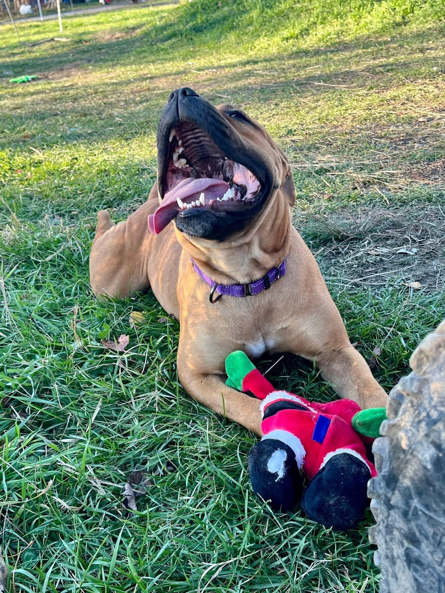 Essie - ADOPTION FEE WAIVED!, a Adoptable mixed breed in Elkland, PA image 6/6