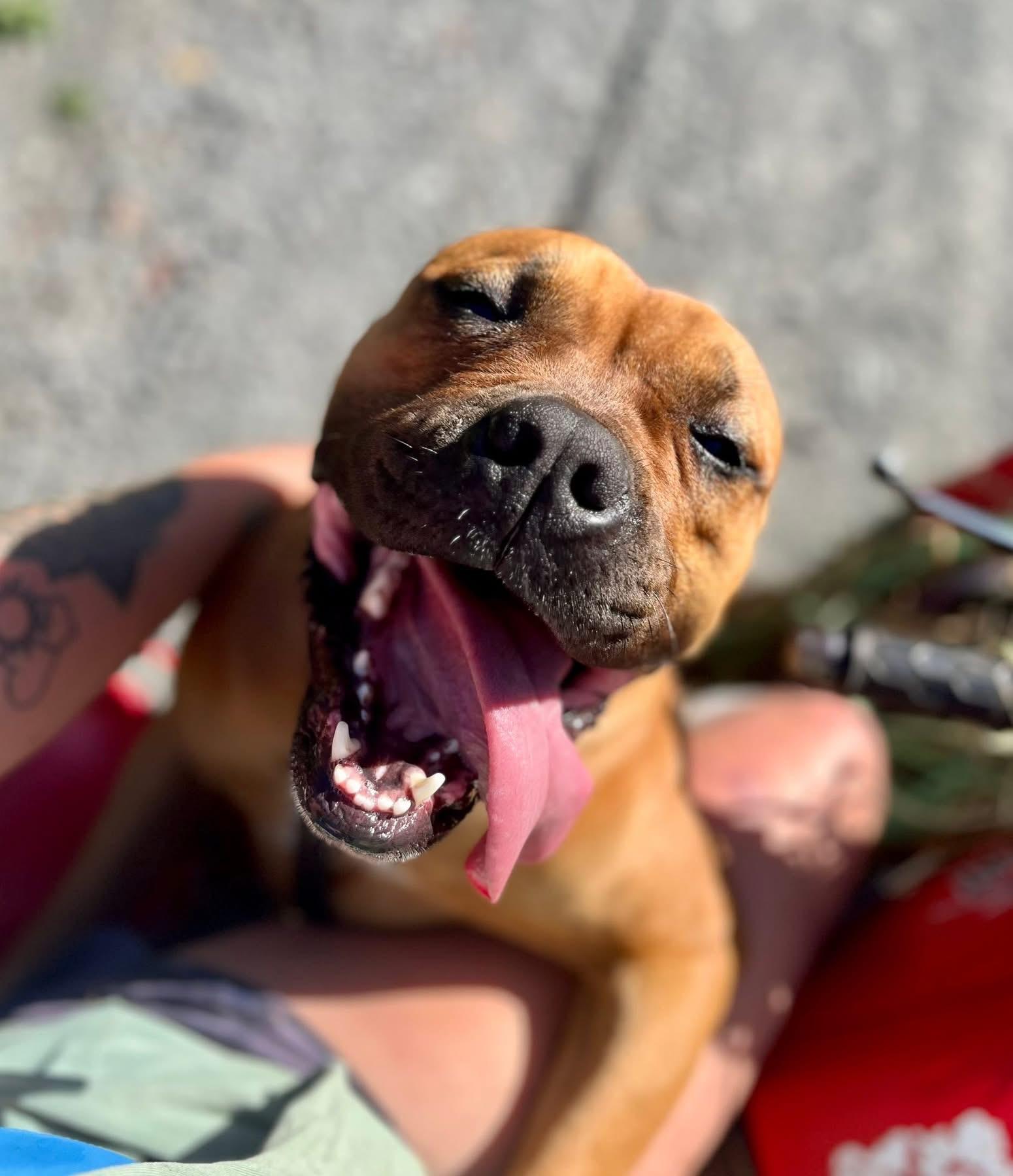 Essie - ADOPTION FEE WAIVED!, a Adoptable mixed breed in Elkland, PA image 2/6