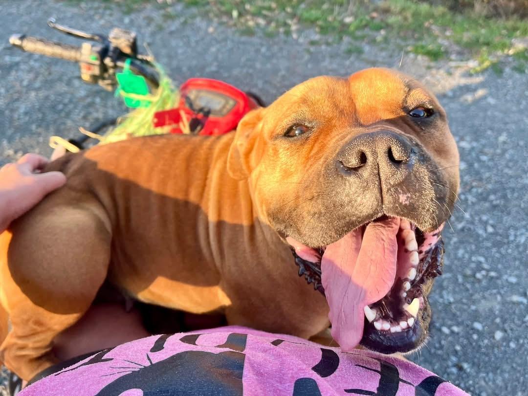 Essie - ADOPTION FEE WAIVED!, a Adoptable mixed breed in Elkland, PA image 3/6