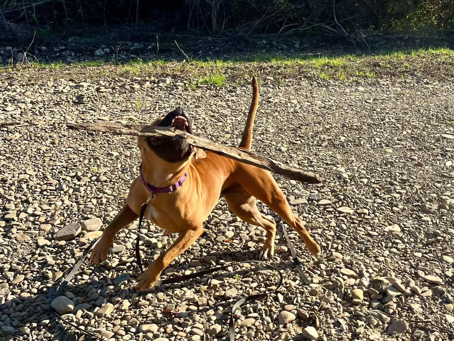 Essie - ADOPTION FEE WAIVED!, a Adoptable mixed breed in Elkland, PA image 5/6