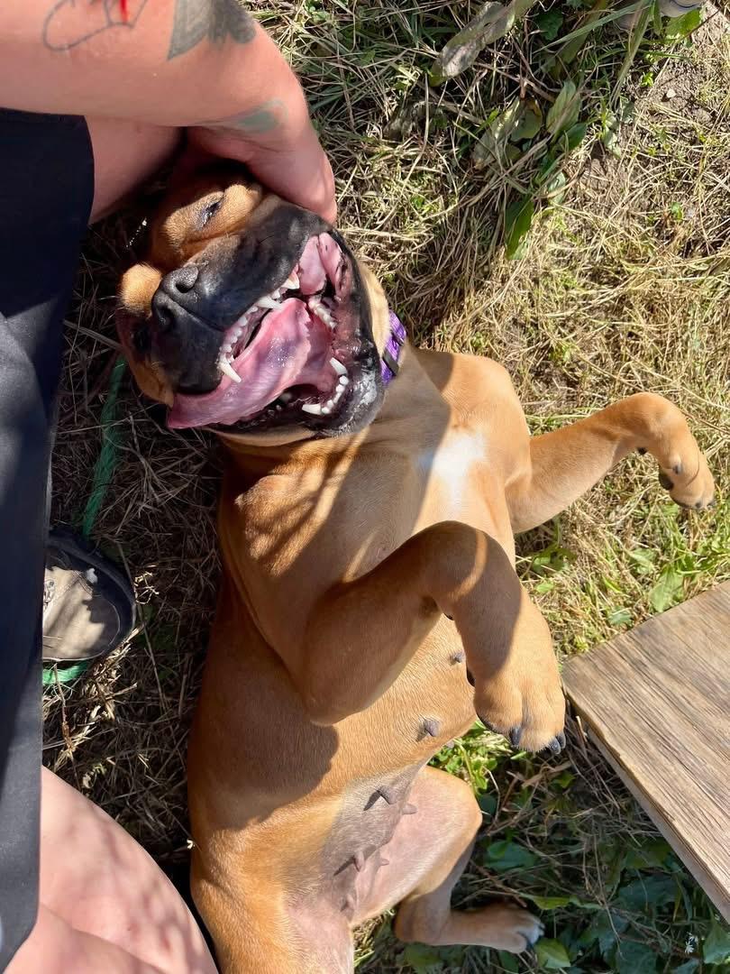 Essie - ADOPTION FEE WAIVED!, Adoptable, Young Female Bulldog & Staffordshire Bull Terrier.