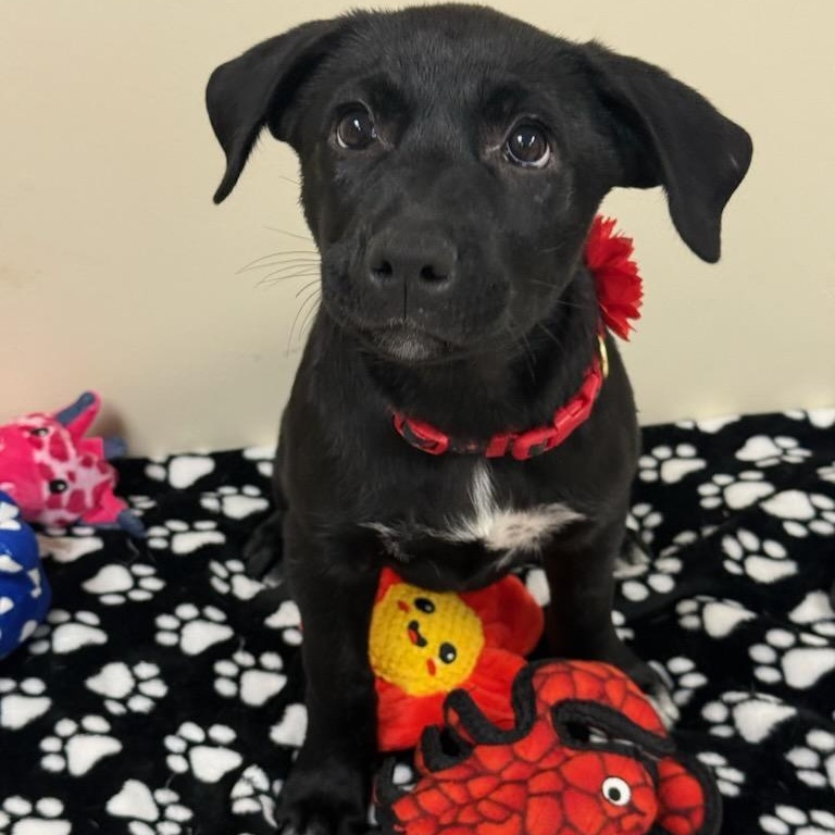 Raven, Adopted, Young Female Labrador Retriever.