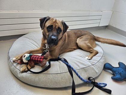 PADDINGTON (FOSTER OR FOSTER TO ADOPT), adopted, Adult Male Mixed Breed.