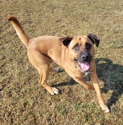 PADDINGTON (FOSTER OR FOSTER TO ADOPT), an adopted mixed breed in Ajax, ON image 2/4