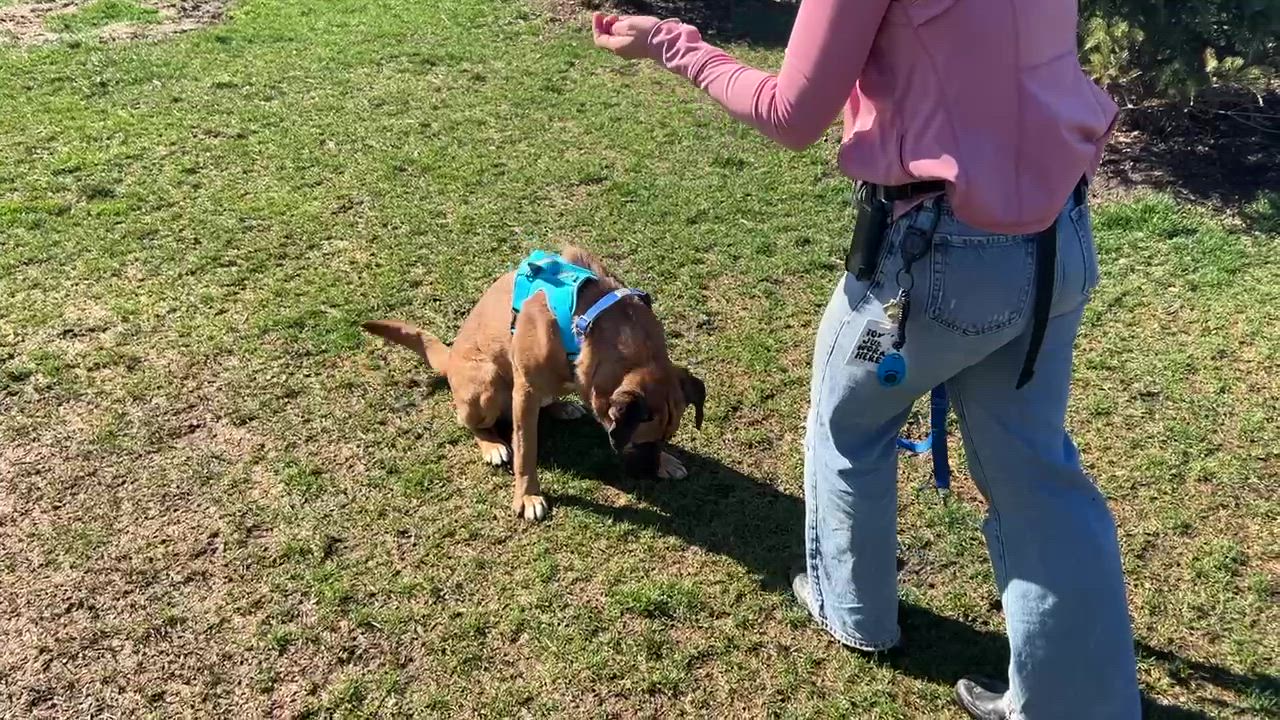 Enlarge PADDINGTON (FOSTER OR FOSTER TO ADOPT), an adopted mixed breed in Ajax, ON video 4/4