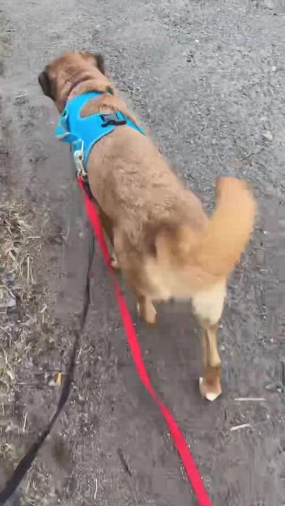 Enlarge PADDINGTON (FOSTER OR FOSTER TO ADOPT), an adopted mixed breed in Ajax, ON video 3/4