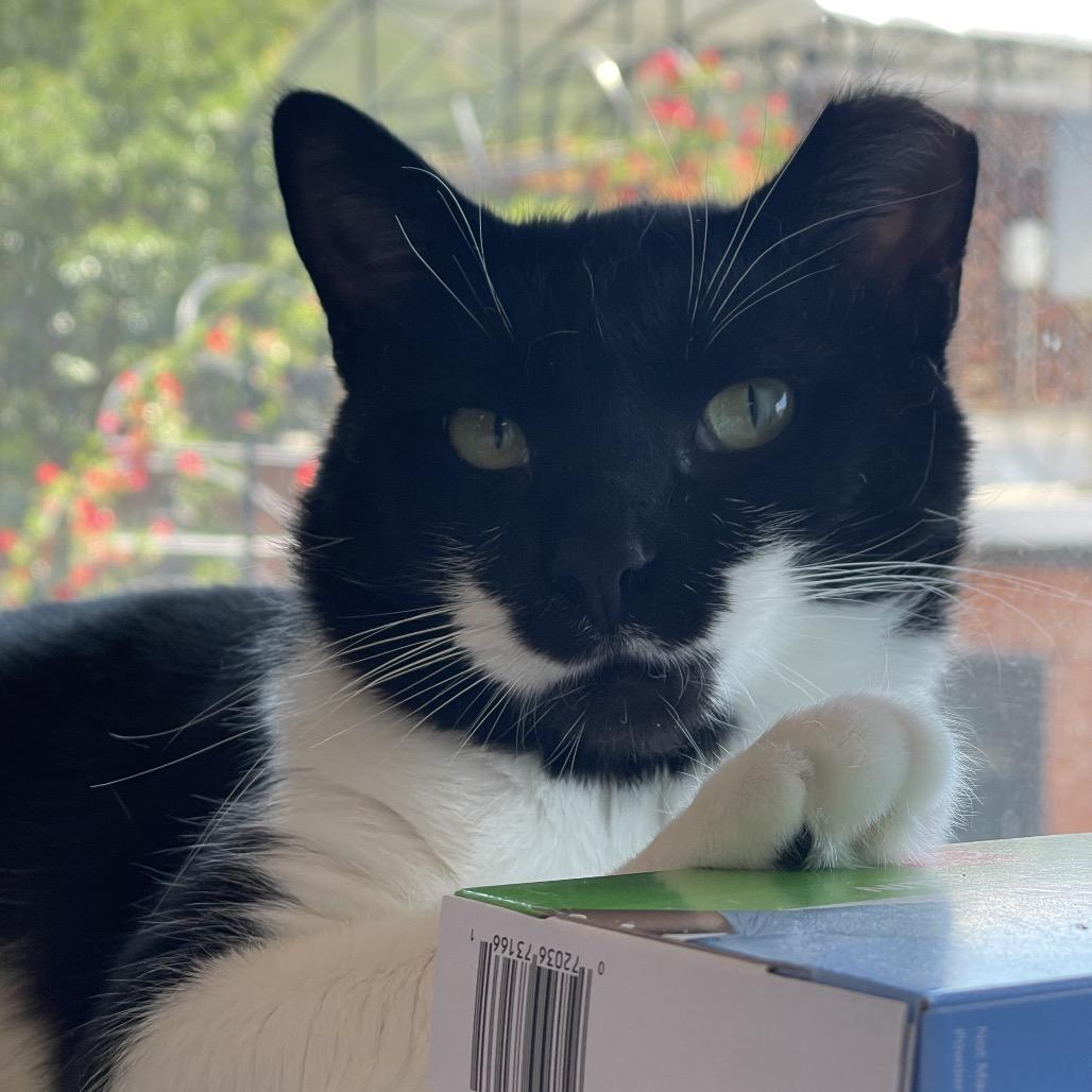 Tuna Thomas, a Adoptable Domestic Short Hair in Chapel Hill, NC image 1/4