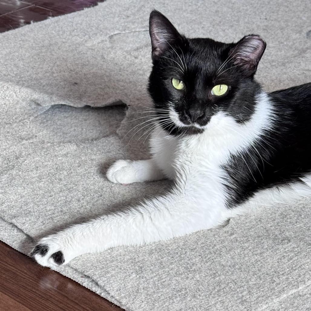 Tuna Thomas, a Adoptable Domestic Short Hair in Chapel Hill, NC image 3/4