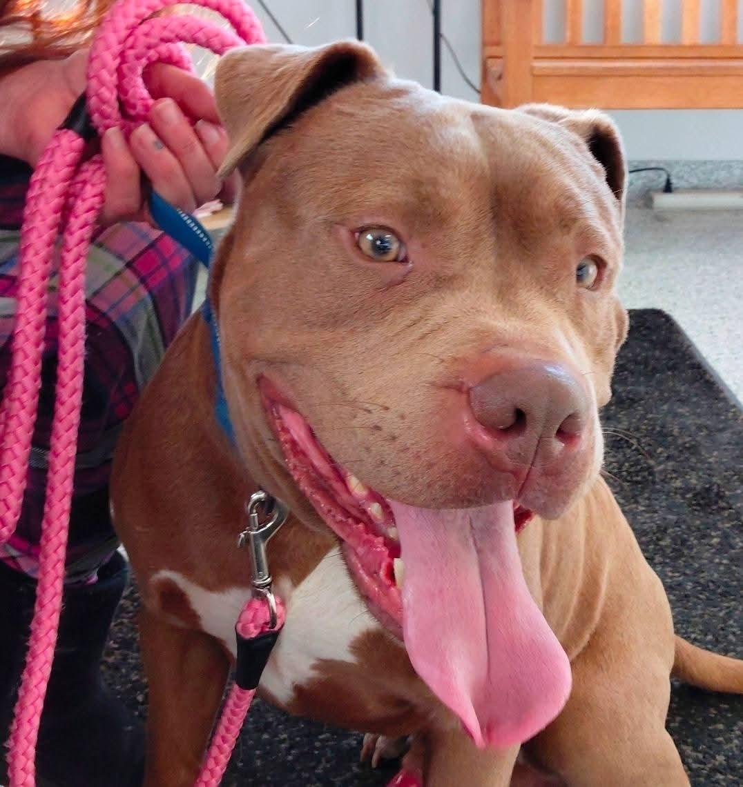 HAMBONE, a Adoptable American Bully in Flint, MI image 1/5