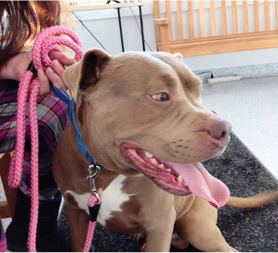 HAMBONE, a Adoptable American Bully in Flint, MI image 2/5