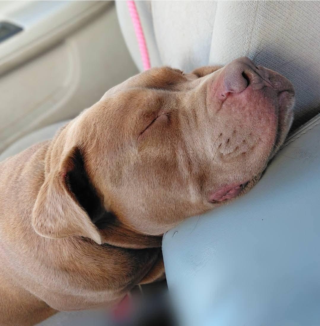 HAMBONE, a Adoptable American Bully in Flint, MI image 3/5