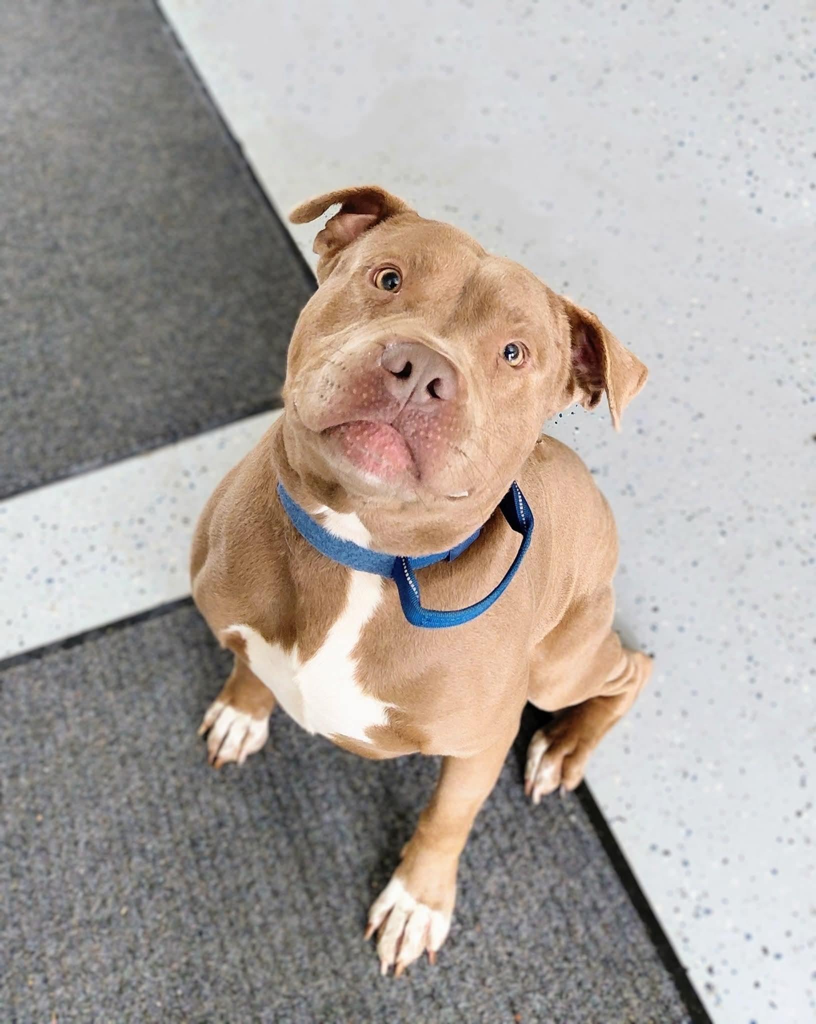 HAMBONE, a Adoptable American Bully in Flint, MI image 4/5