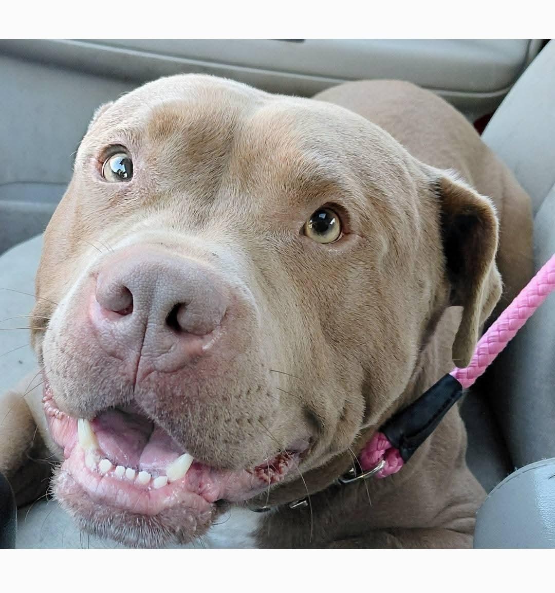 HAMBONE, a Adoptable American Bully in Flint, MI image 5/5