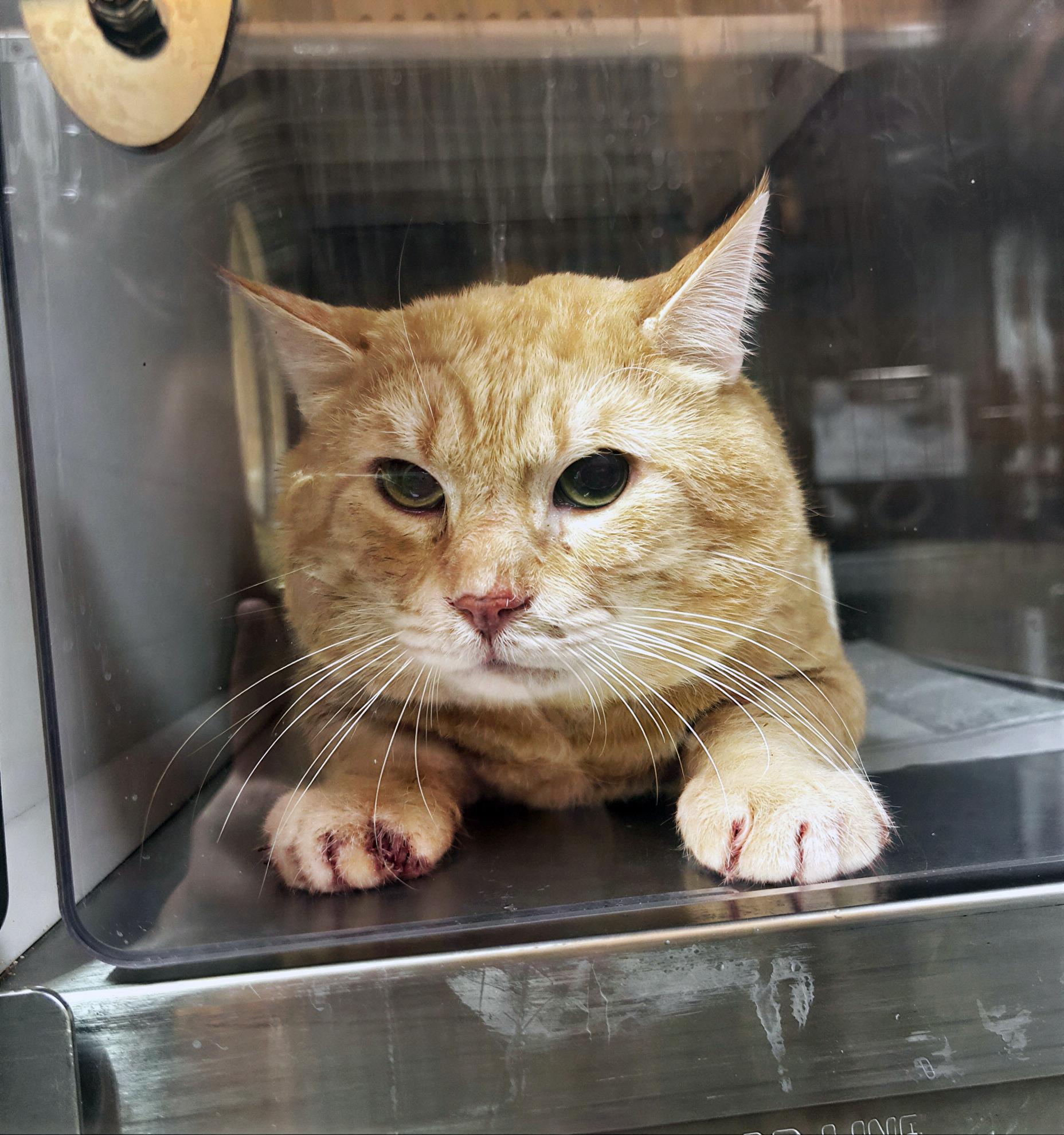 Tide Pod, ADOPTABLE, Adult Male Domestic Short Hair.