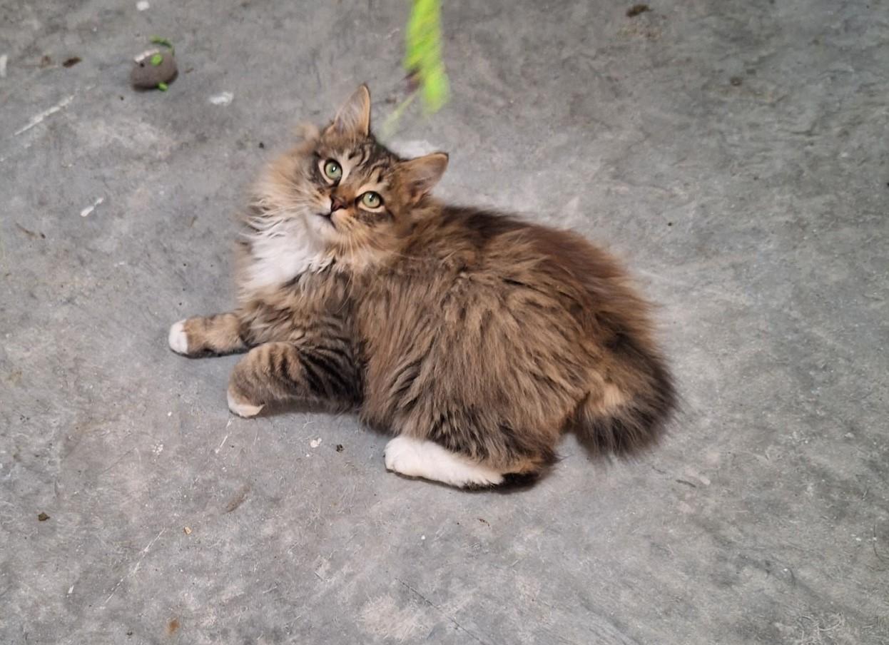 Bobby (Courtesy post), adopted, Young Male Domestic Long Hair.